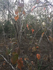 Croton sonorae