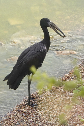 iNaturalist: (c) Timothy E Myer, some rights reserved (CC BY-NC), uploaded by Timothy E Myer iNaturalist image