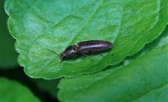 Elateridae