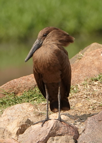 iNaturalist image
