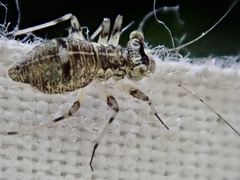 Mesopsocus fuscifrons