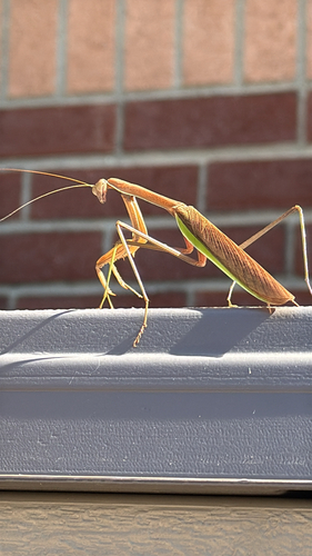 Chinese Mantis