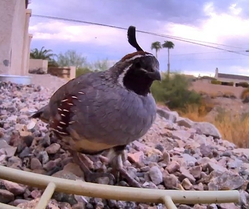 Gambel's Quail