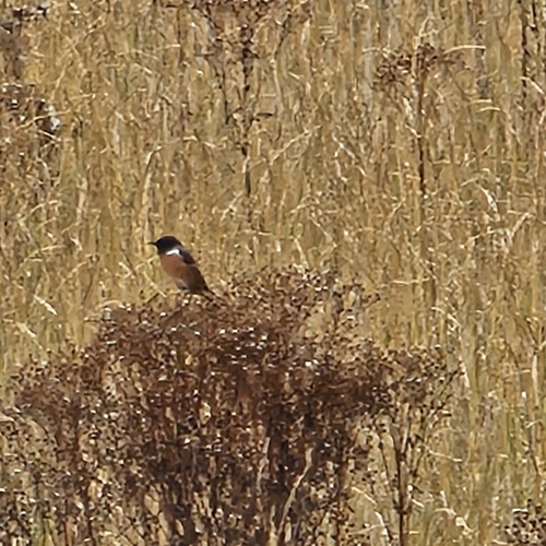 European Stonechat