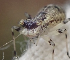 Mesopsocus fuscifrons