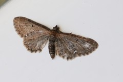 Eupithecia vulgata