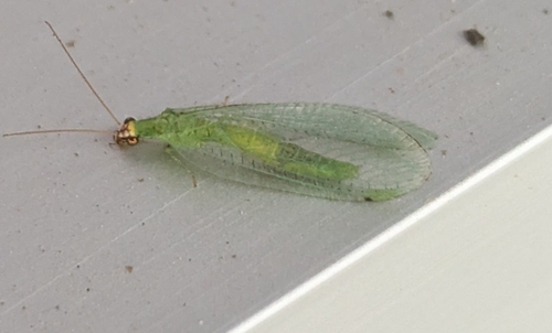 Chrysopa oculata