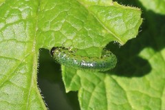 Euura olfaciens
