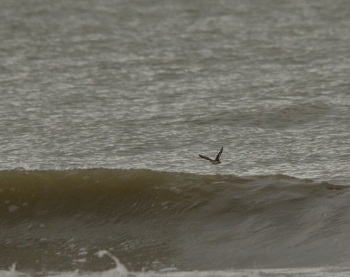 iNaturalist image