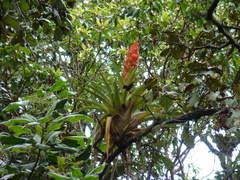 Tillandsia ponderosa
