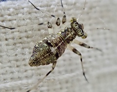 Mesopsocus fuscifrons