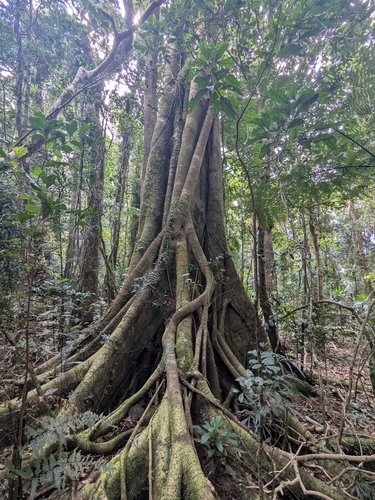 Ficus watkinsiana observed 2026-09-09