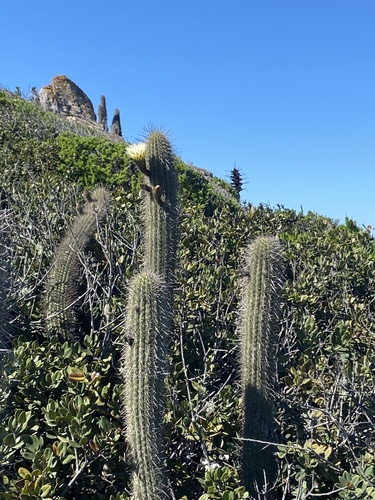 Leucostele litoralis