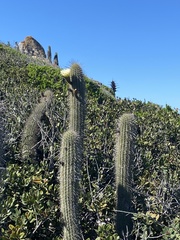 Leucostele litoralis
