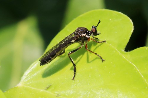 Stripe-legged Robber Fly, Wageningen, Nederland, photo 8 of 10