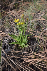 Ranunculus alismifolius