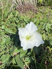 Oenothera acaulis