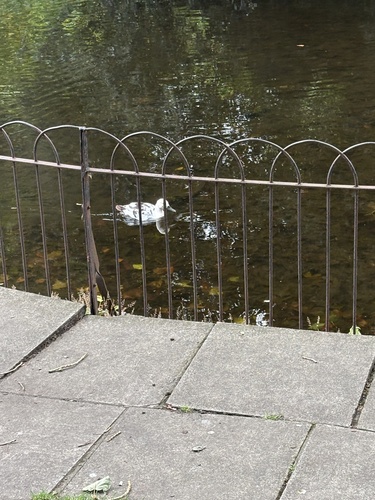 iNaturalist image