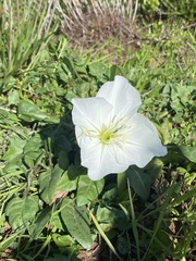Oenothera acaulis, photograph (c) Gabriela Cartes, some rights reserved (CC BY)