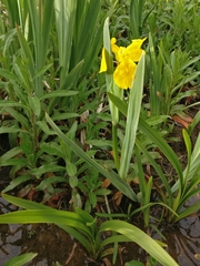 Iris pseudacorus