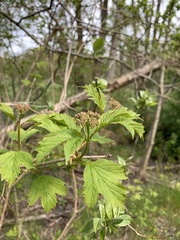 Viburnum opulus