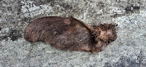 Centrolobium tomentosum