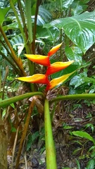 Heliconia bihai