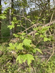 Viburnum opulus