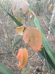 Croton sonorae