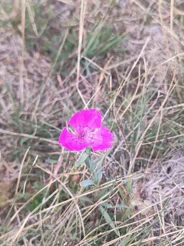 Dianthus seguieri, photograph 4