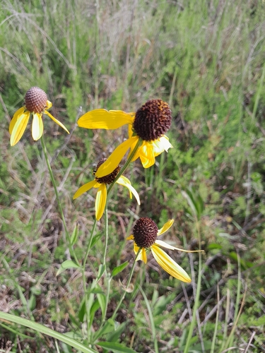 grey-headed coneflower