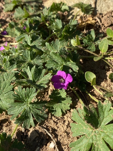 Geranium core-core