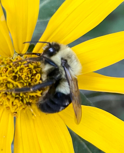 Common Eastern Bumble Bee