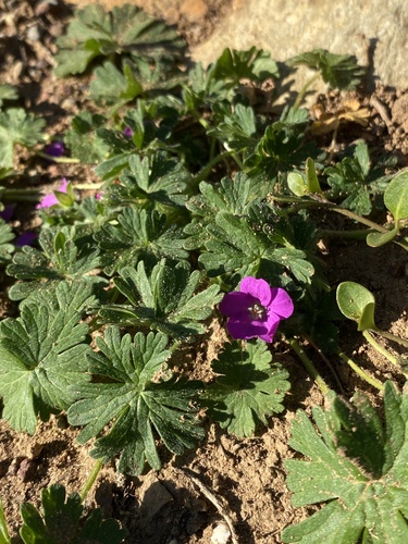 Geranium core-core, photograph 2