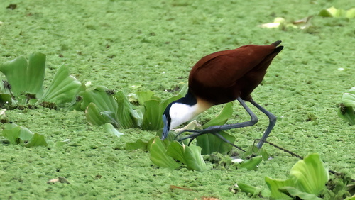 iNaturalist: (c) craigjhowe, some rights reserved (CC BY-NC) iNaturalist image