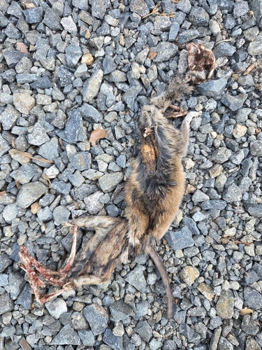 iNaturalist observation photo of Brown Rat