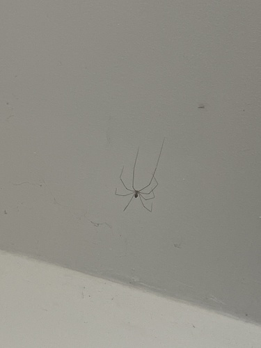Tailed Cellar Spider