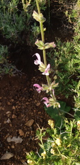 Salvia hierosolymitana