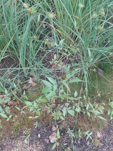 Devil's Beggarticks