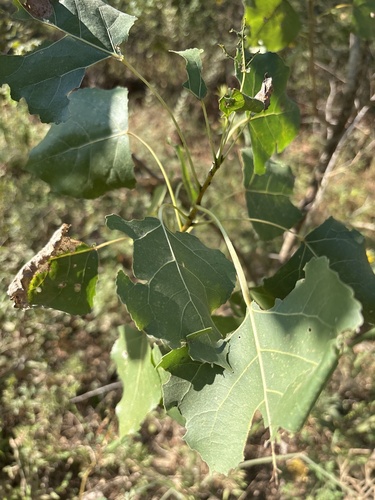Eastern Cottonwood