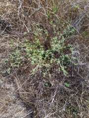 Eryngium aristulatum parishii