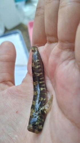 Istiblennius dussumieri