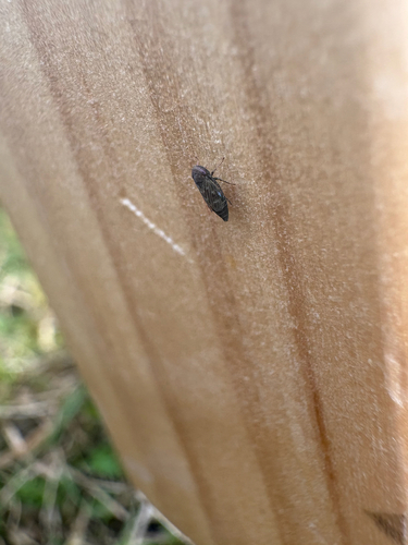 Deltocephalus pulicaris