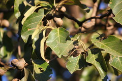 Terminalia bellirica