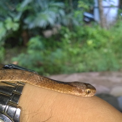 Pareas carinatus
