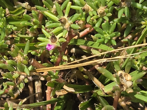 shaggy portulaca