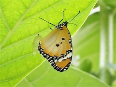 Danaus chrysippus chrysippus
