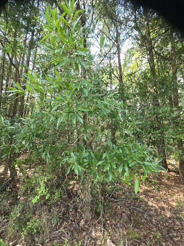 Cyrilla racemiflora, photograph 5
