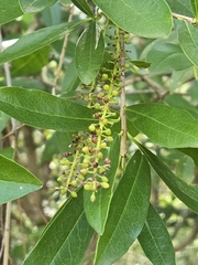 Cyrilla racemiflora, photograph author not stated, no rights reserved