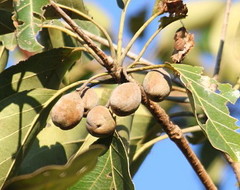 Terminalia bellirica